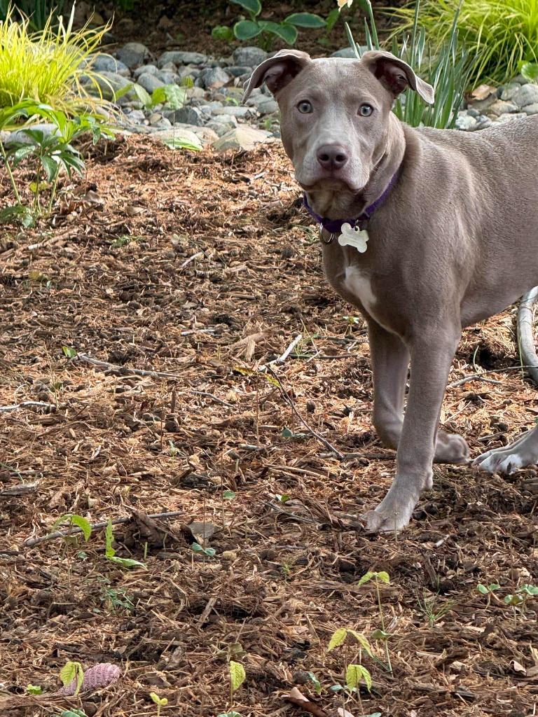 Enlarge Java, a Adoptable mixed breed in Raleigh, NC image 4/6