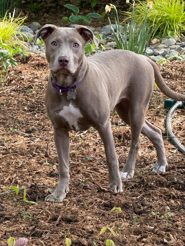 Enlarge Java, a Adoptable mixed breed in Raleigh, NC image 5/6