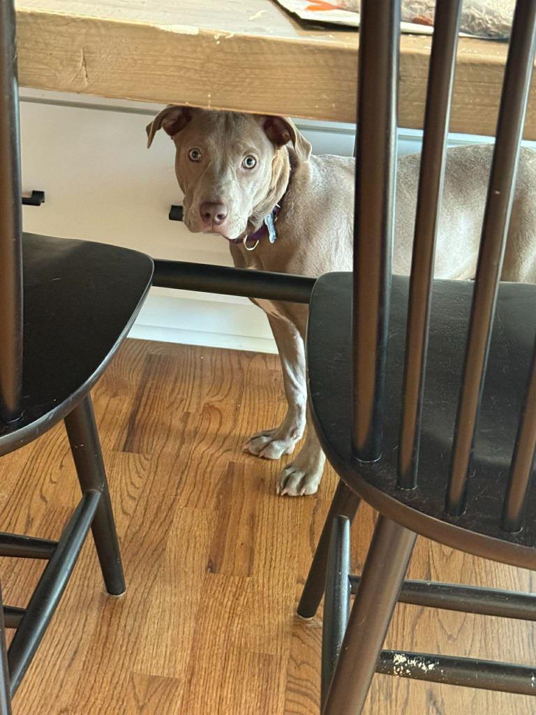 Enlarge Java, a Adoptable mixed breed in Raleigh, NC image 6/6