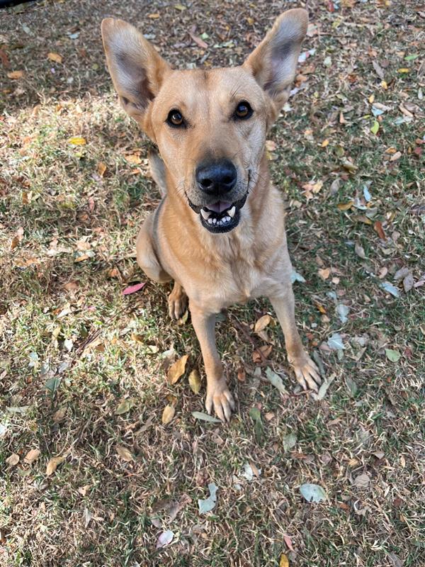 Lily, Adult Female German Shepherd Dog
