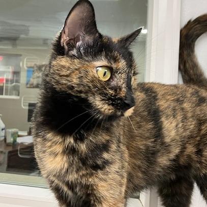 Blossom, Adoptable, Adult Female Domestic Short Hair.