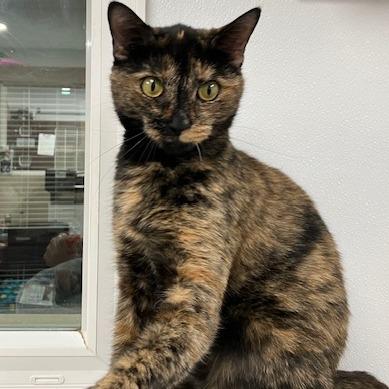 Enlarge Blossom, a Adoptable Domestic Short Hair in La Grange, KY image 2/6