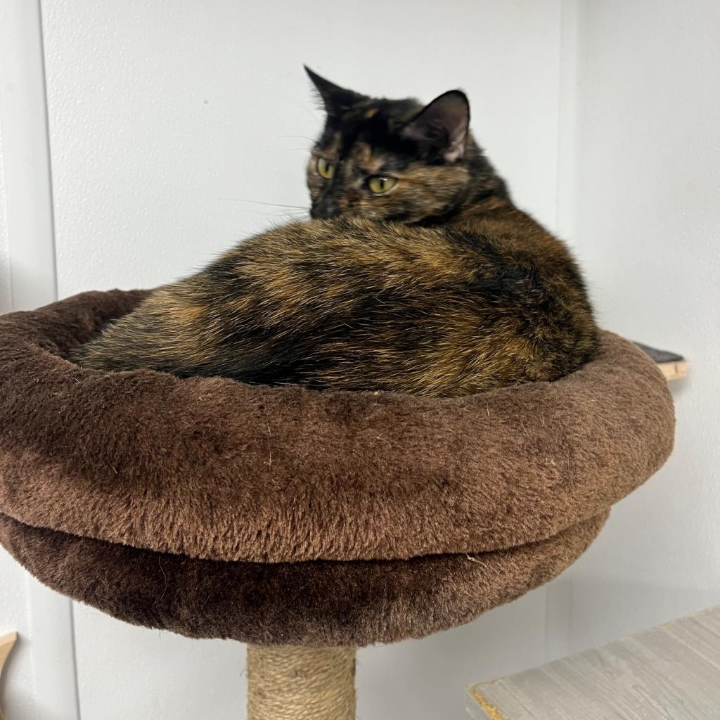 Enlarge Blossom, a Adoptable Domestic Short Hair in La Grange, KY image 3/6