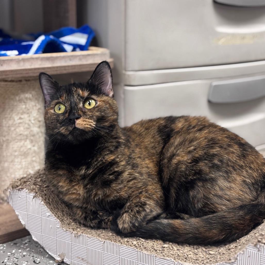 Enlarge Blossom, a Adoptable Domestic Short Hair in La Grange, KY image 4/6