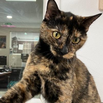 Enlarge Blossom, a Adoptable Domestic Short Hair in La Grange, KY image 5/6