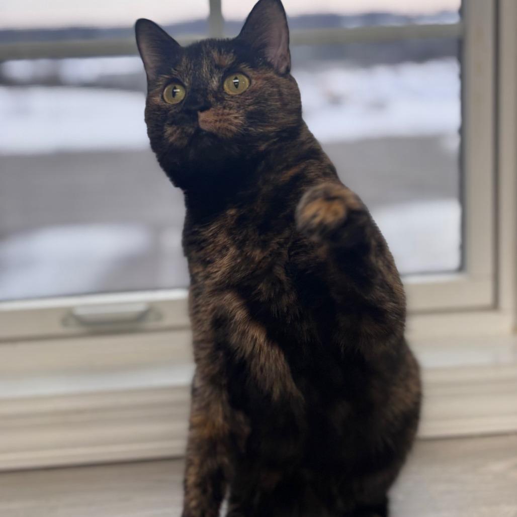 Enlarge Blossom, a Adoptable Domestic Short Hair in La Grange, KY image 6/6