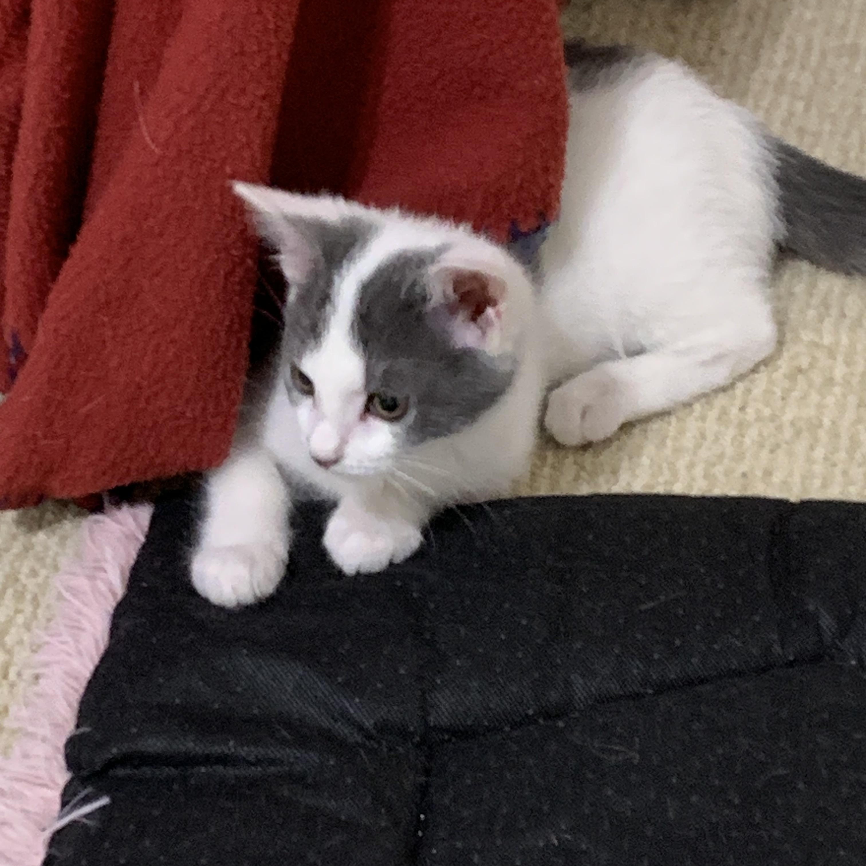 Enlarge Vinny, a ADOPTABLE Domestic Short Hair in Duluth, GA image 1/4