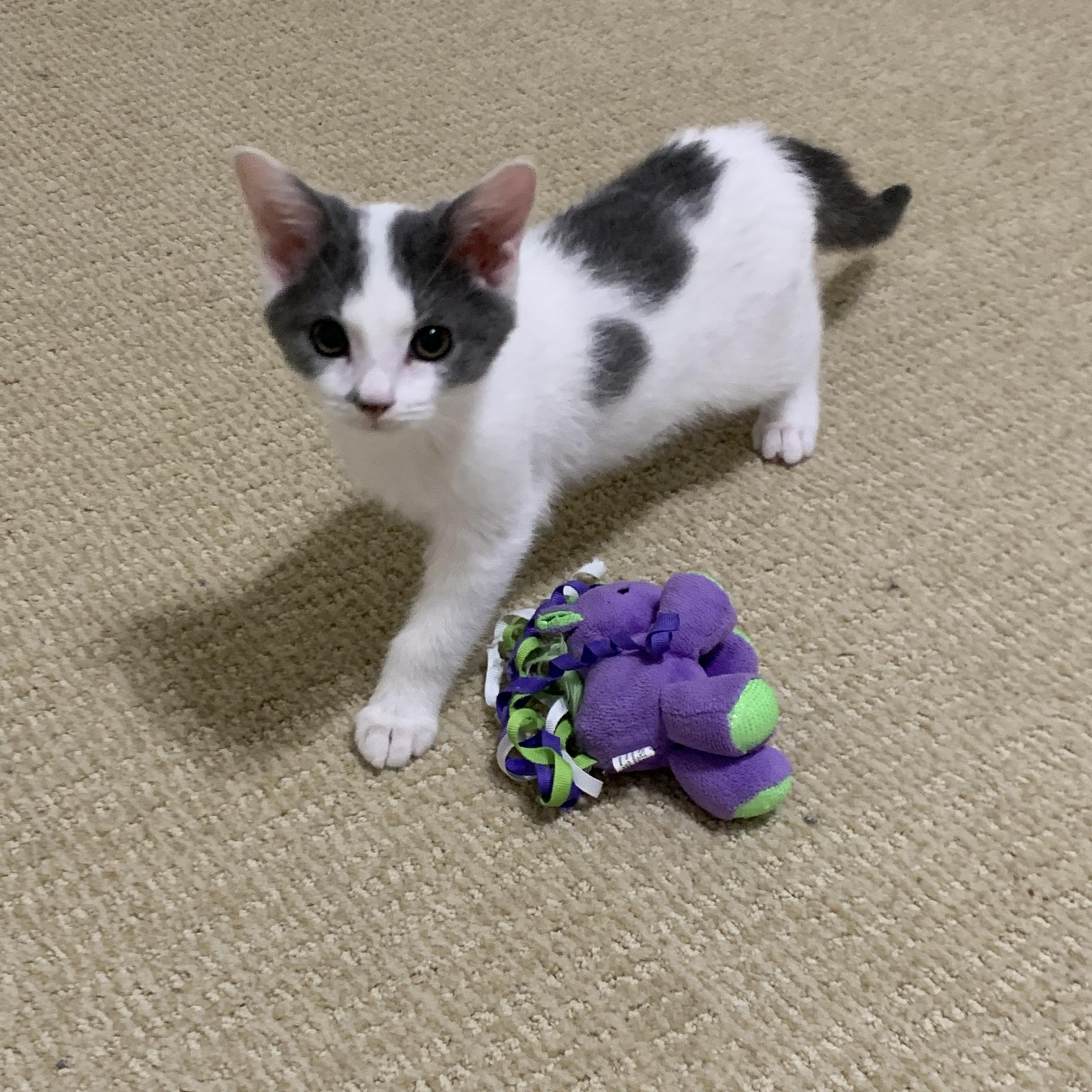 Enlarge Vinny, a ADOPTABLE Domestic Short Hair in Duluth, GA image 2/4