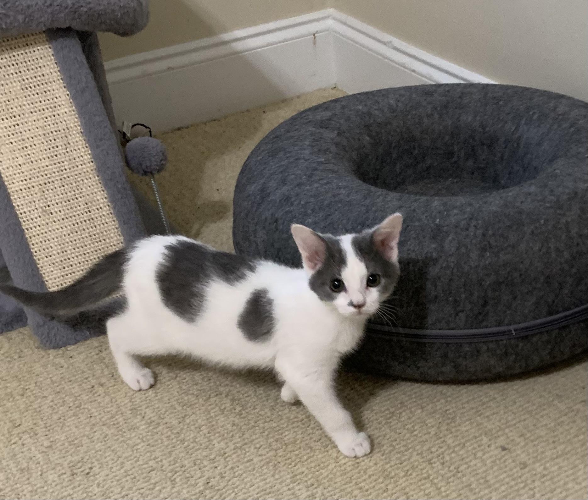 Enlarge Vinny, a ADOPTABLE Domestic Short Hair in Duluth, GA image 3/4