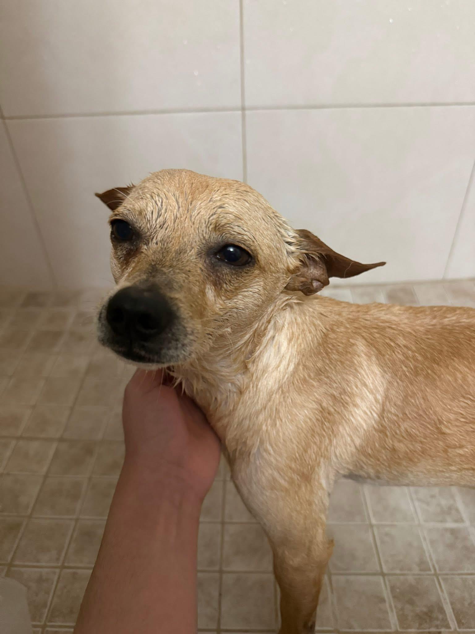 Enlarge Cruz, a ADOPTABLE mixed breed in Elkton, MD image 3/3