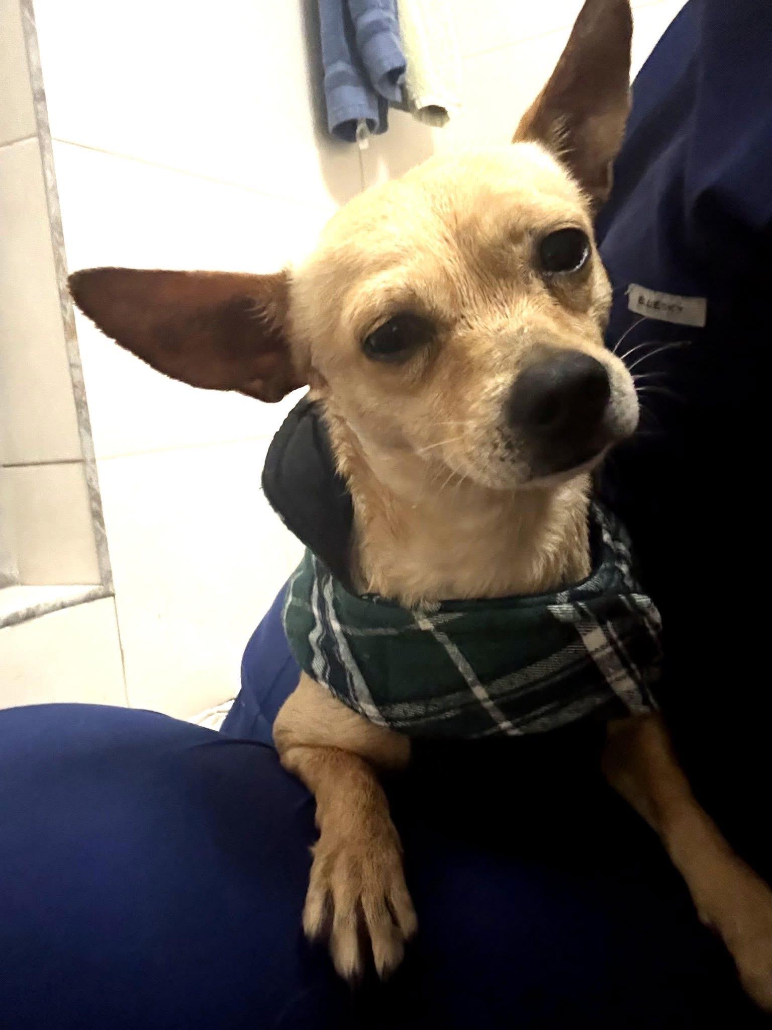 Cruz, ADOPTABLE, Adult Male Chihuahua.