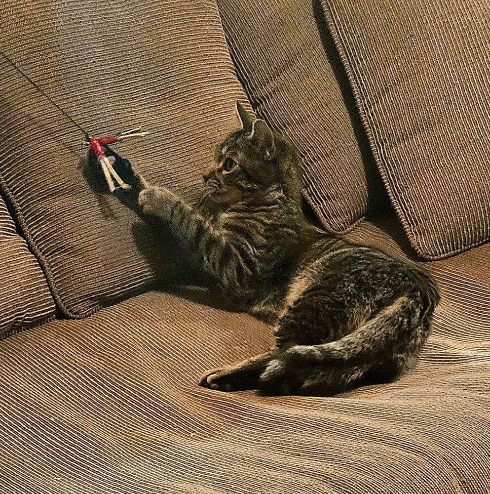 Mustard, Adoptable, Kitten Male Domestic Short Hair.