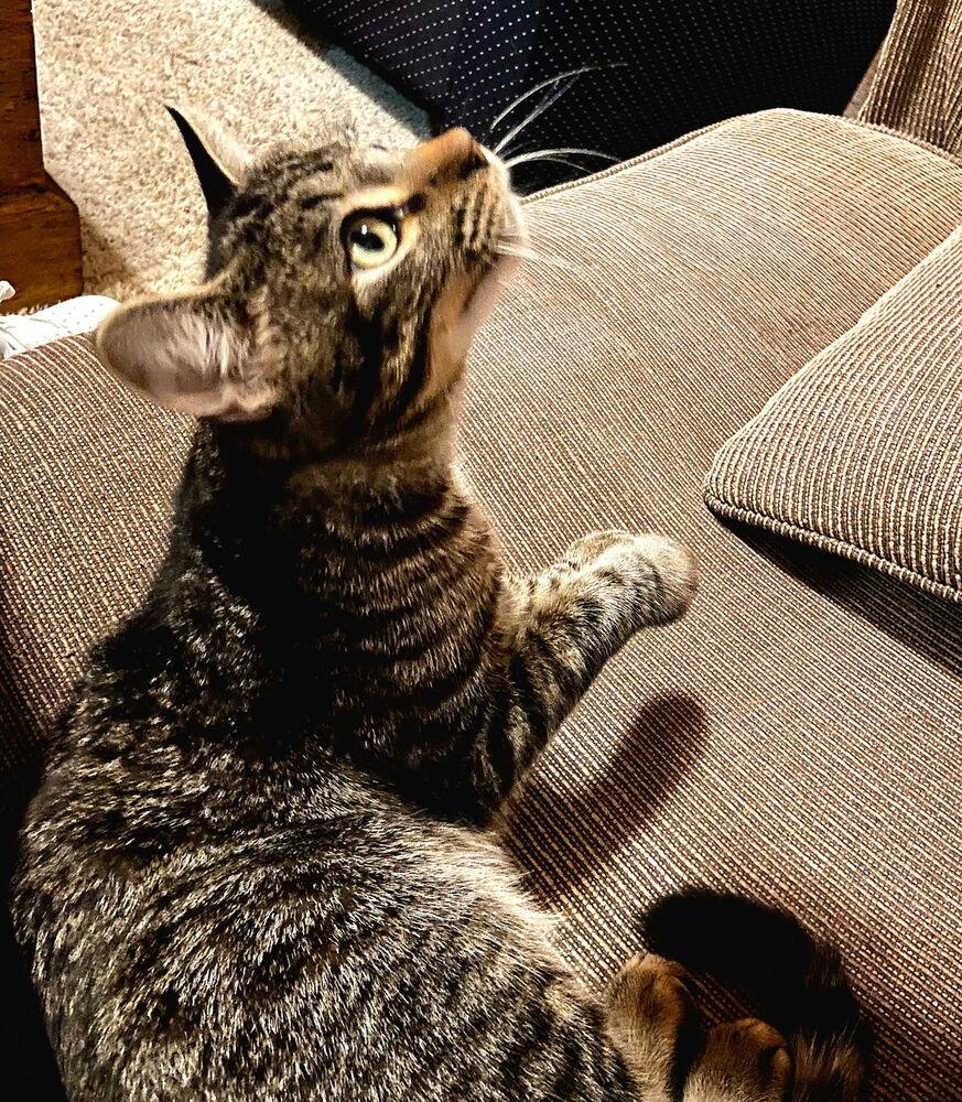 Enlarge Mustard, a Adoptable Domestic Short Hair in Albuquerque, NM image 2/6