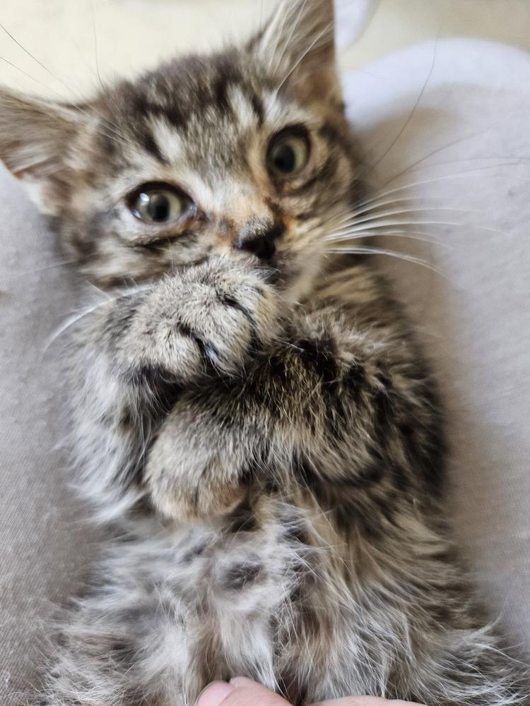 Enlarge Mustard, a Adoptable Domestic Short Hair in Albuquerque, NM image 3/6