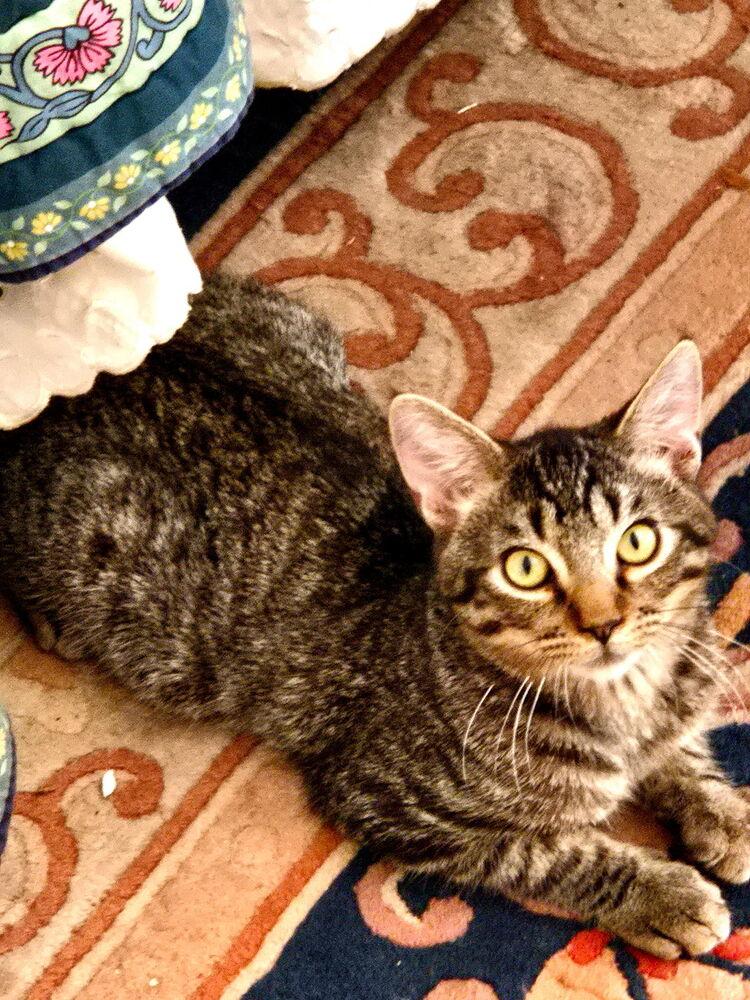 Enlarge Mustard, a Adoptable Domestic Short Hair in Albuquerque, NM image 4/6