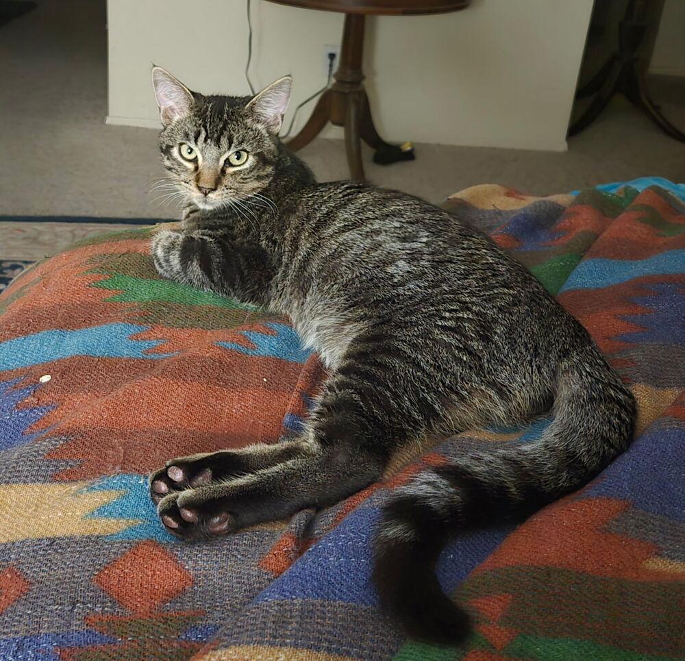 Enlarge Mustard, a Adoptable Domestic Short Hair in Albuquerque, NM image 5/6