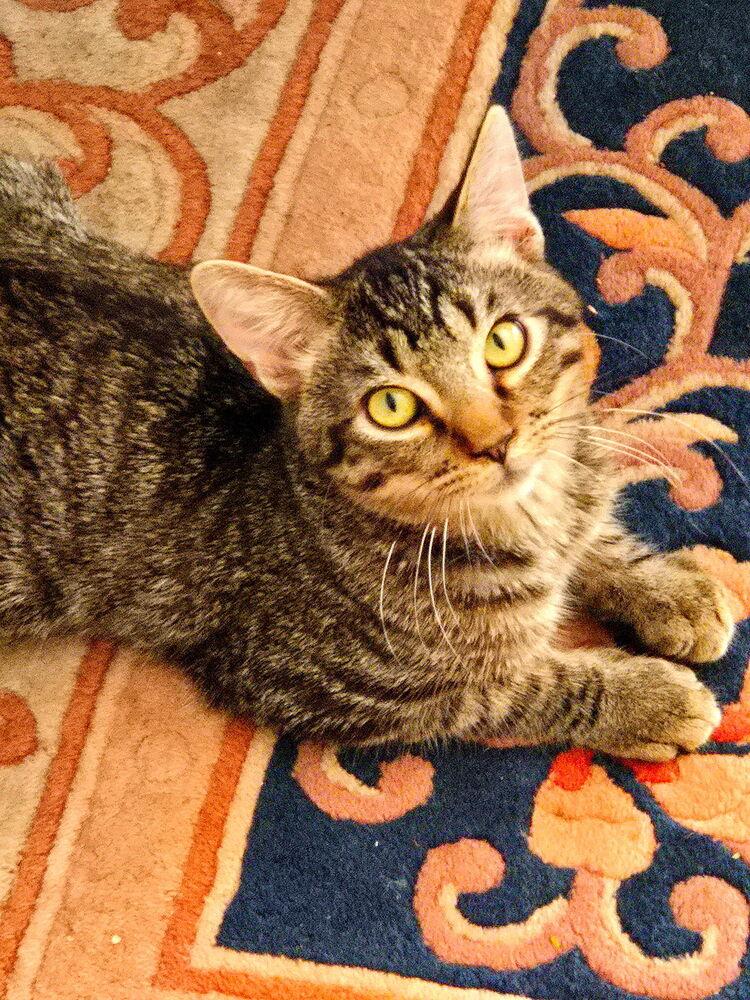 Enlarge Mustard, a Adoptable Domestic Short Hair in Albuquerque, NM image 6/6