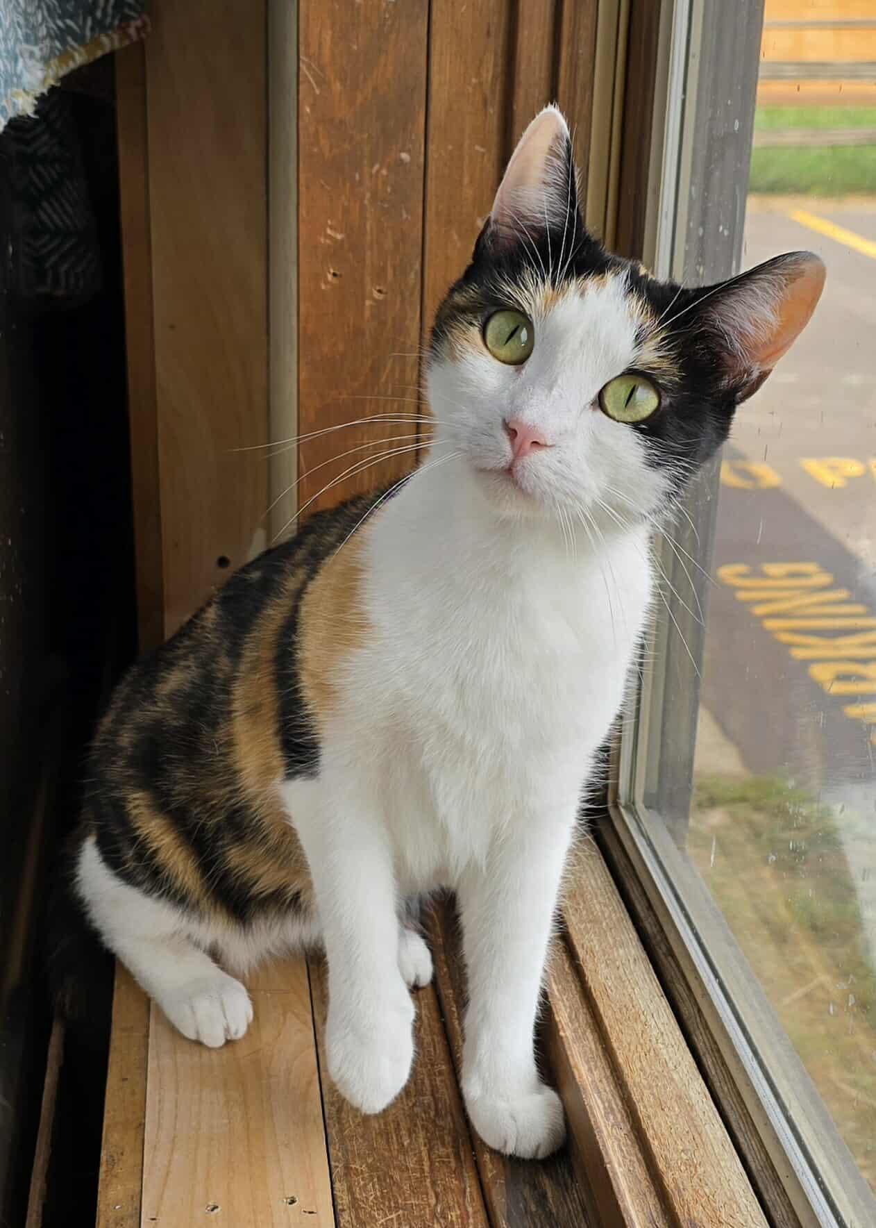 Celia, Adoptable, Young Female Calico.