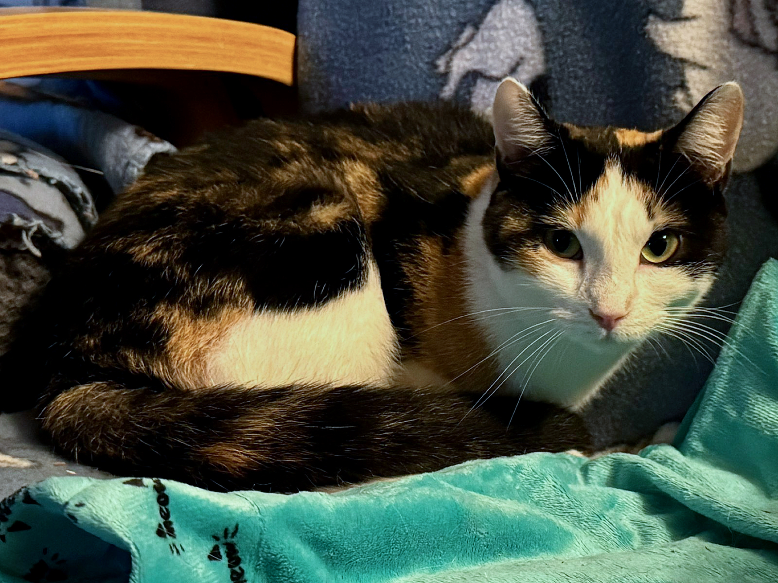 Celia, a Adoptable Calico in Sioux Falls, SD image 5/5