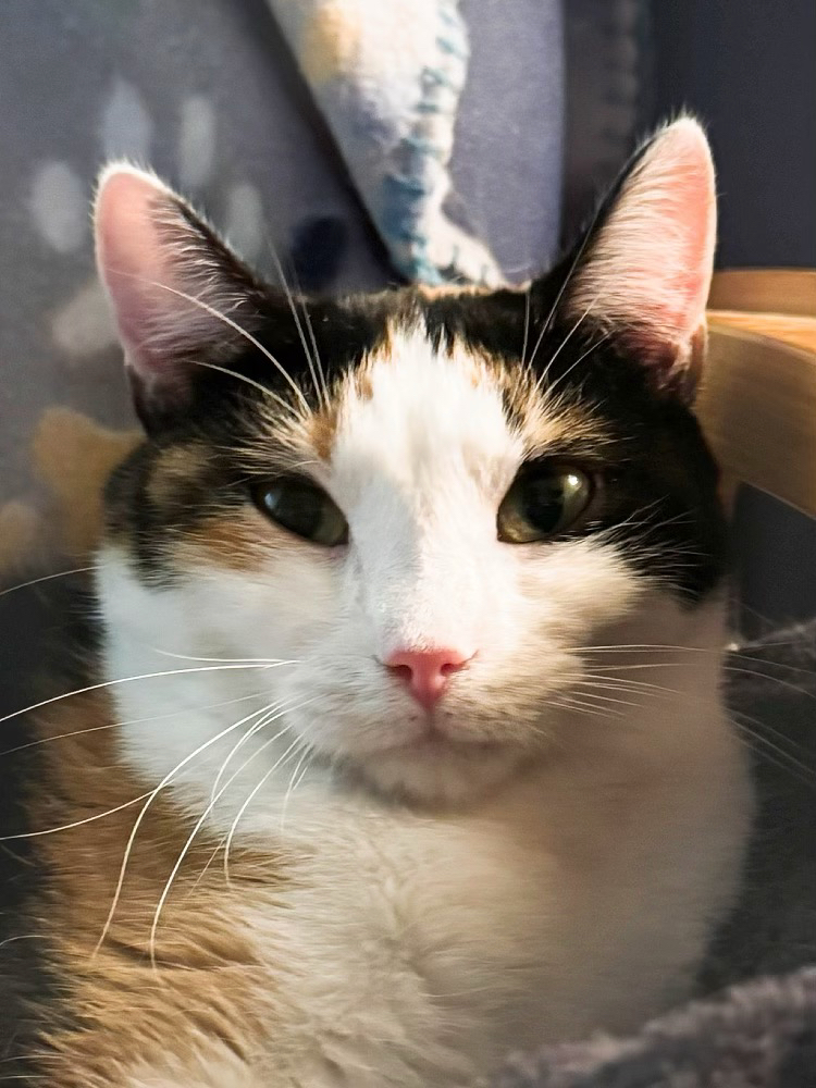 Celia, a Adoptable Calico in Sioux Falls, SD image 4/5