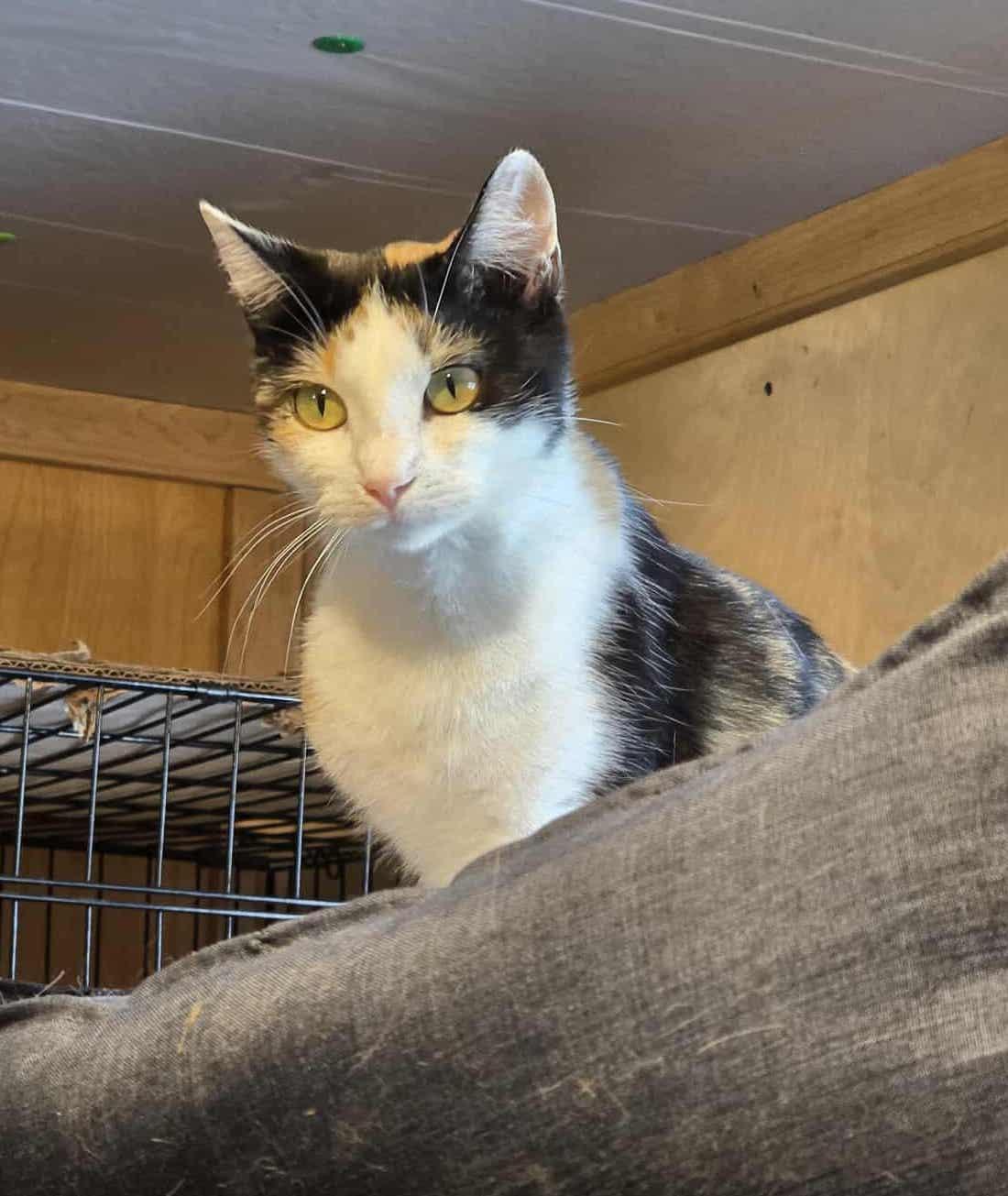 Celia, a Adoptable Calico in Sioux Falls, SD image 3/5