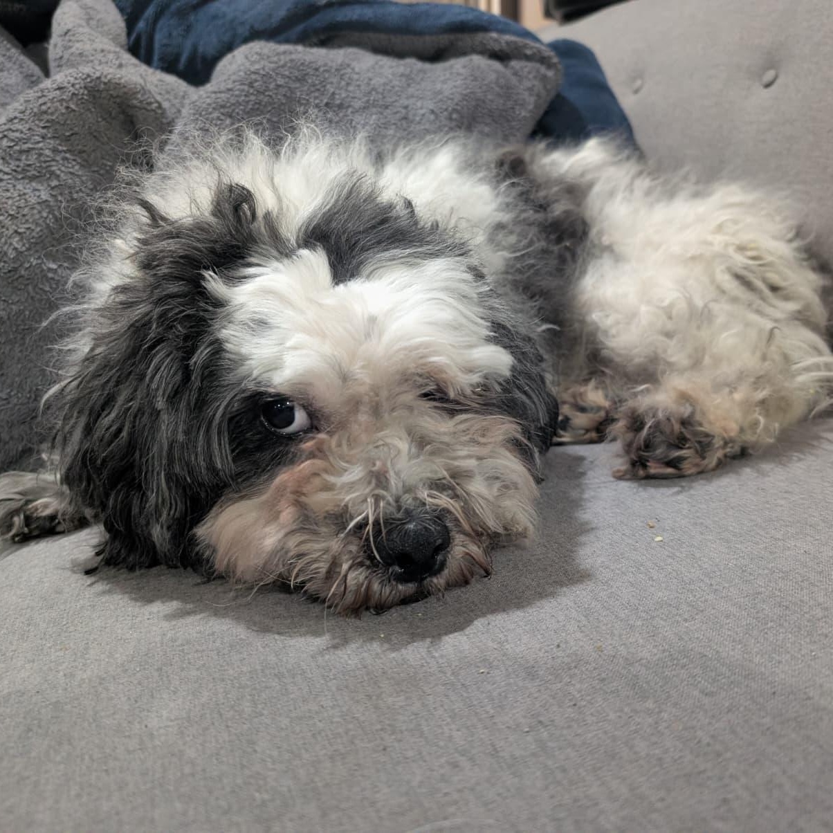 Tuckin, a ADOPTABLE mixed breed in New York, NY image 3/3