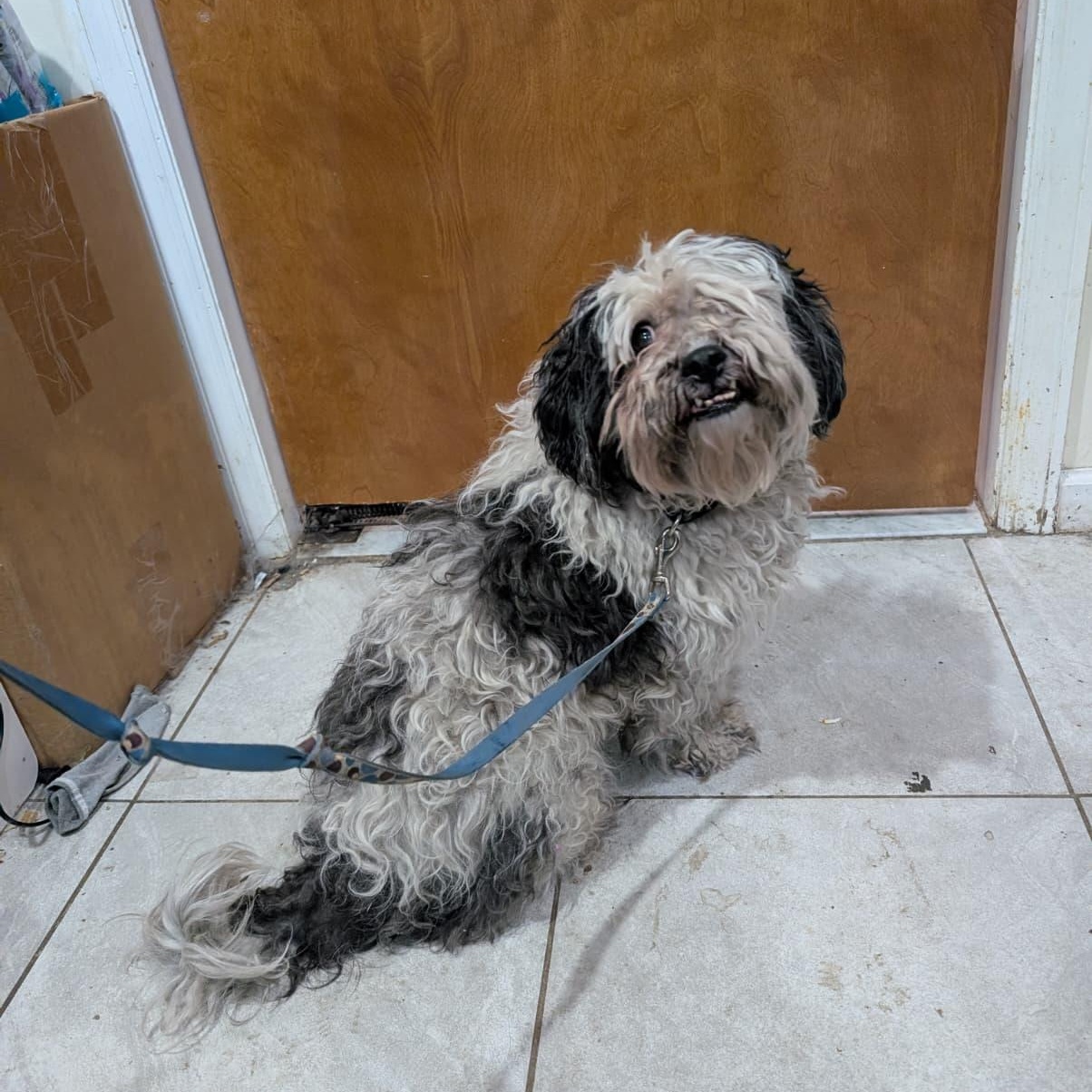 Tuckin, a ADOPTABLE mixed breed in New York, NY image 2/3