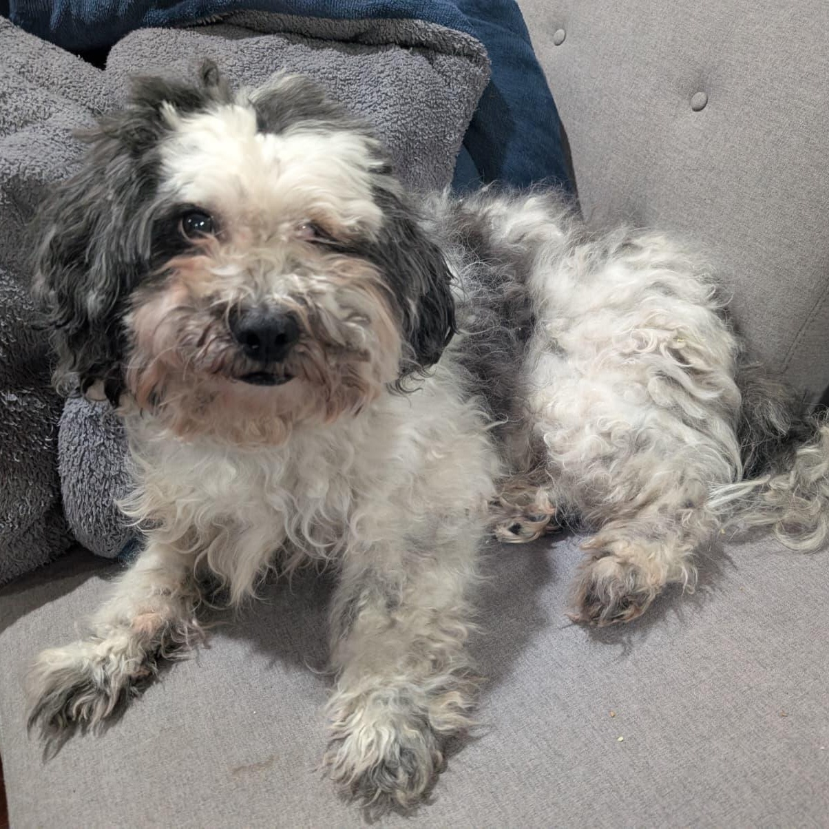 Tuckin, a ADOPTABLE mixed breed in New York, NY image 1/3