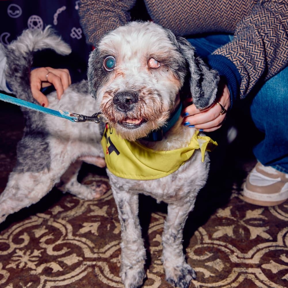 Enlarge Tuckin, a ADOPTABLE mixed breed in New York, NY image 1/4