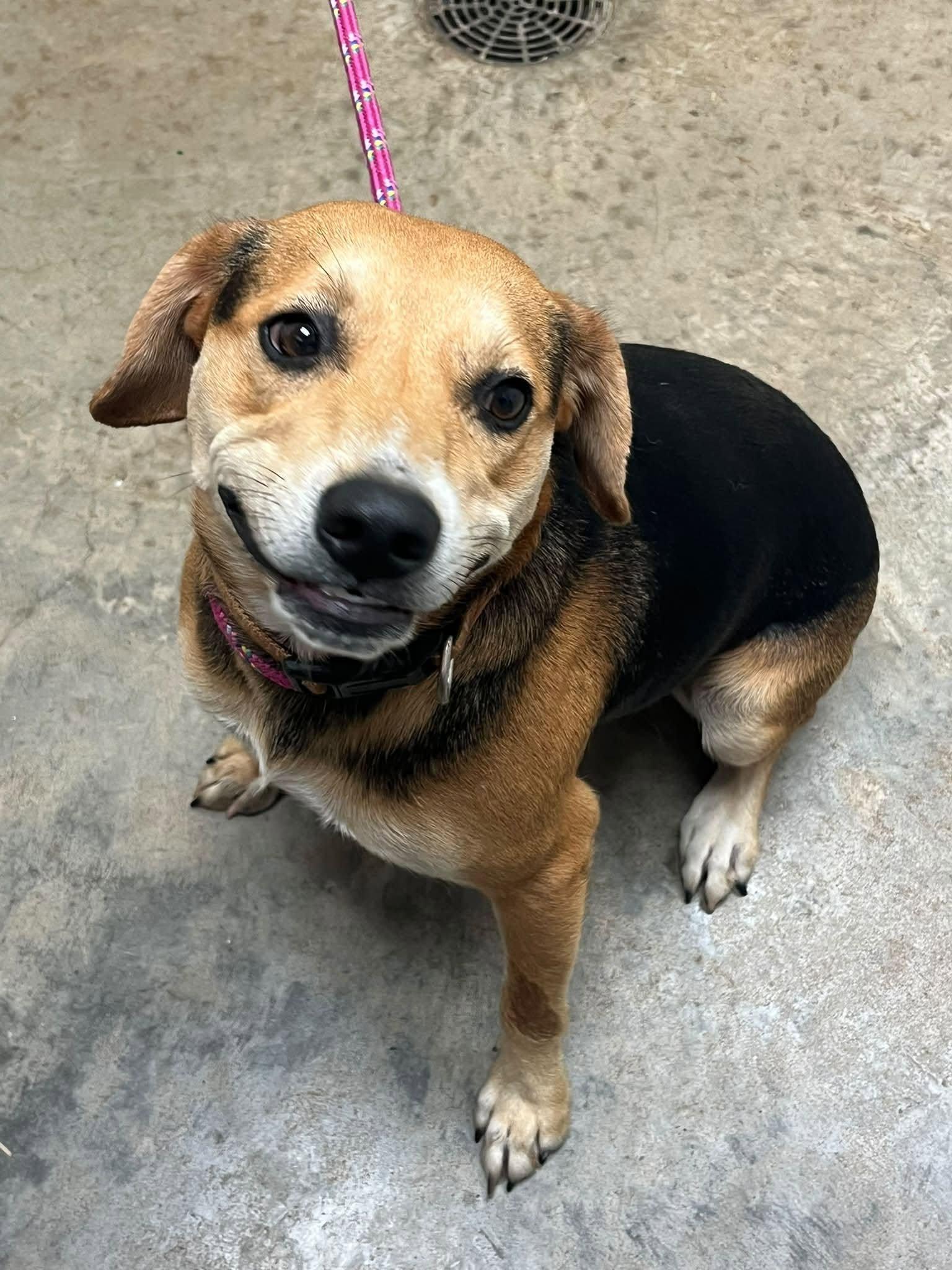 Ricky, ADOPTABLE, Adult Male Mixed Breed.