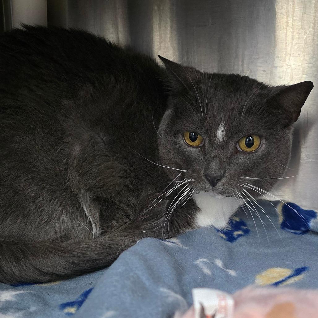 Tickles, Adoptable, Adult Female Domestic Short Hair.