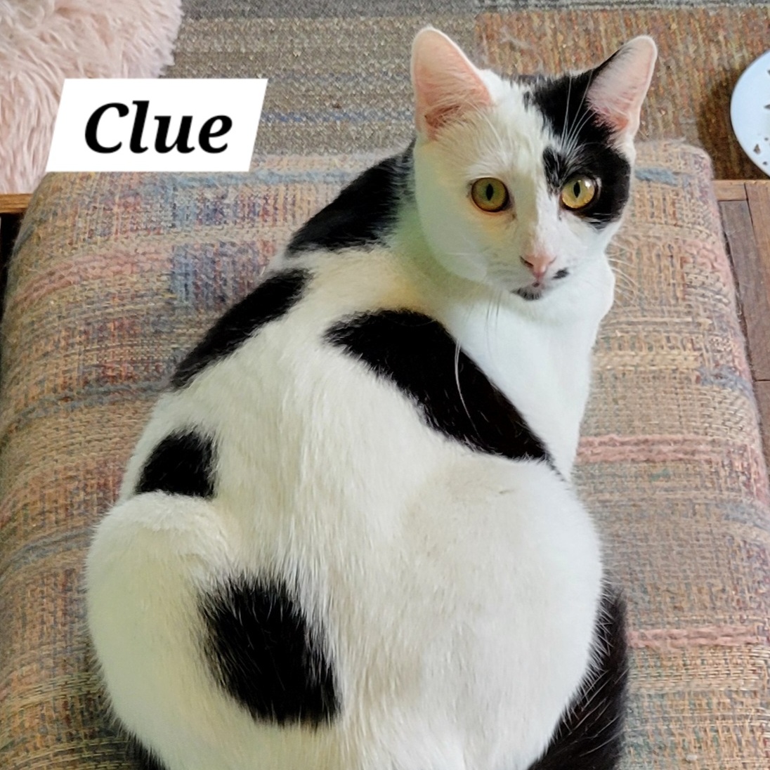 Enlarge Clue, a Adoptable Domestic Short Hair in Green Brook, NJ image 1/1