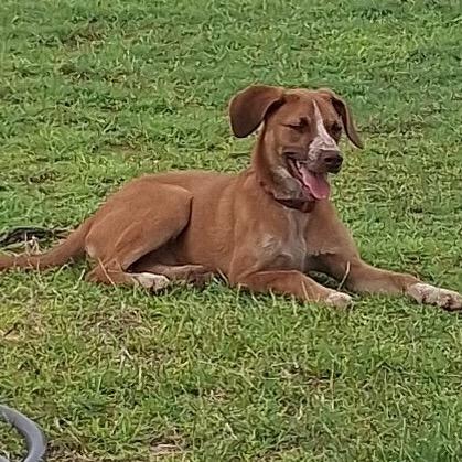 Enlarge Wylie, a Adoptable Mixed Breed in Midland, TX image 1/3