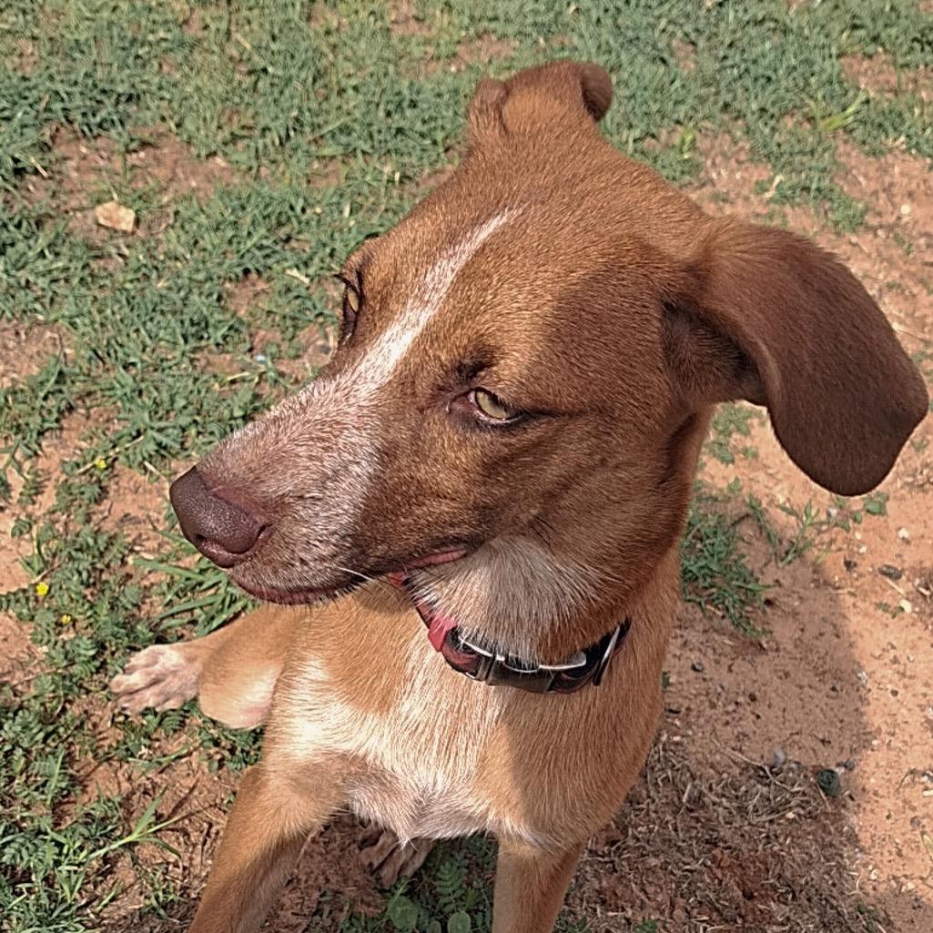 Enlarge Wylie, a Adoptable Mixed Breed in Midland, TX image 2/3