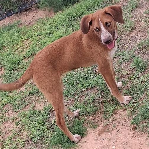 Enlarge Wylie, a Adoptable Mixed Breed in Midland, TX image 3/3