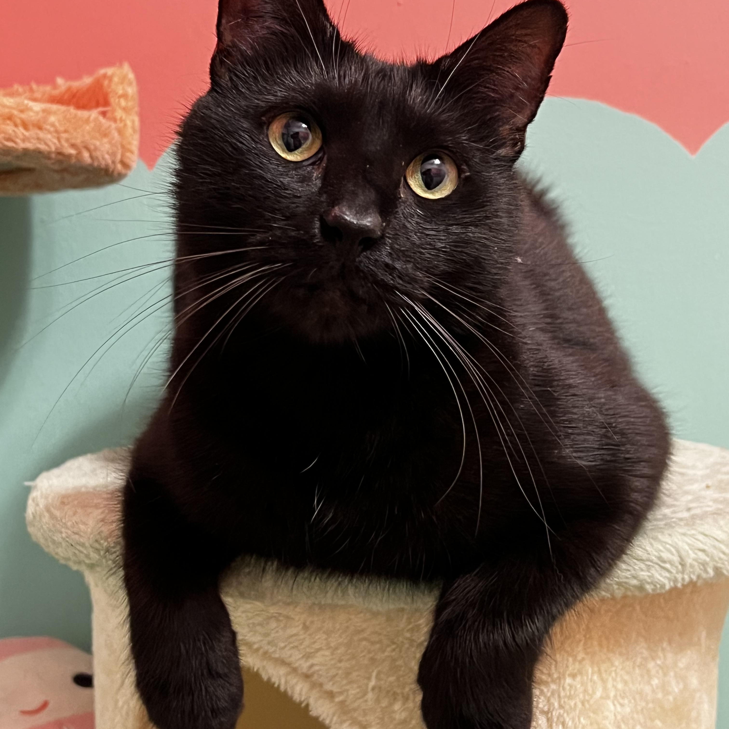 Andy, a ADOPTABLE Domestic Short Hair in Valley Stream, NY image 4/4