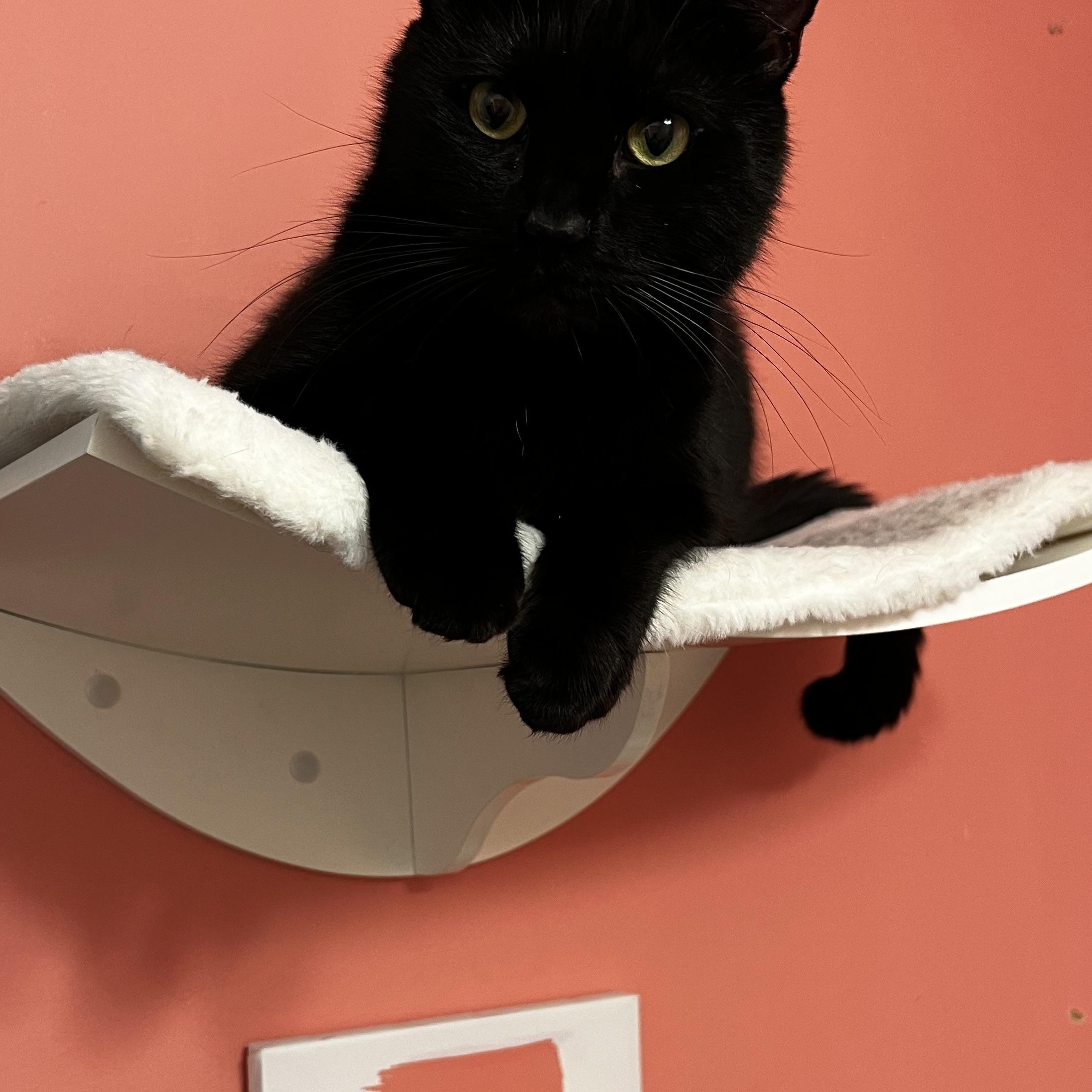 Andy, a ADOPTABLE Domestic Short Hair in Valley Stream, NY image 3/4