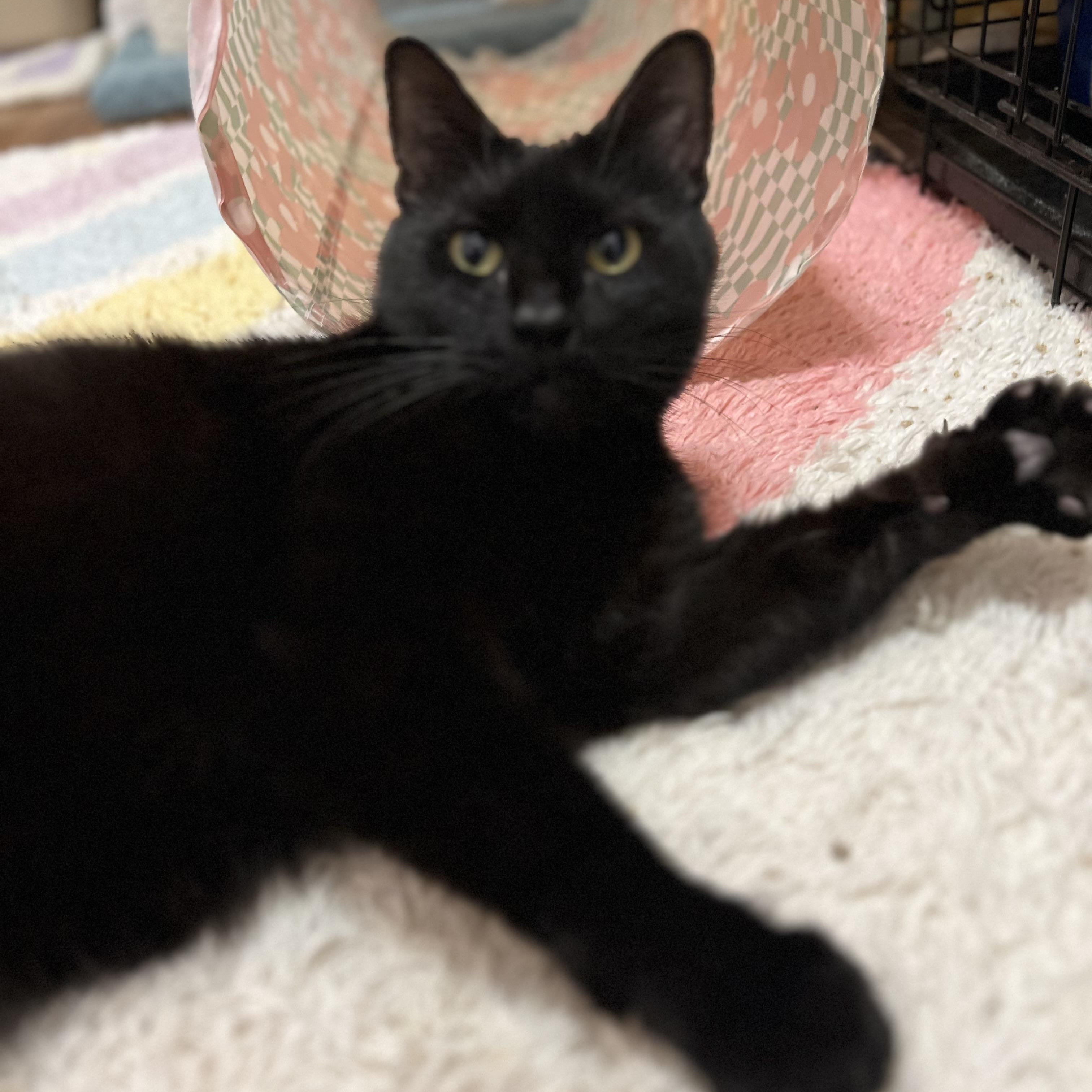 Andy, a ADOPTABLE Domestic Short Hair in Valley Stream, NY image 2/4