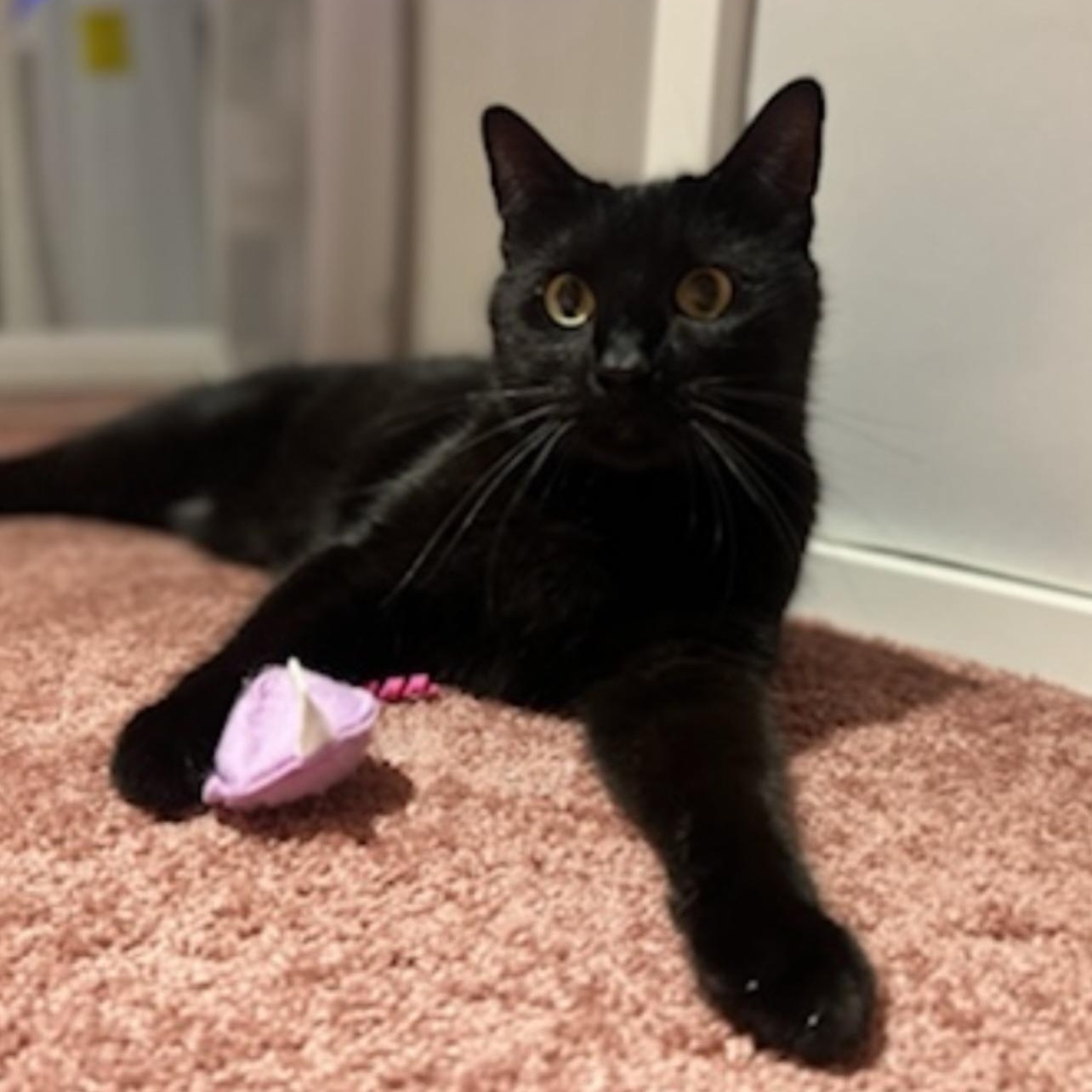 Andy, a ADOPTABLE Domestic Short Hair in Valley Stream, NY image 1/4