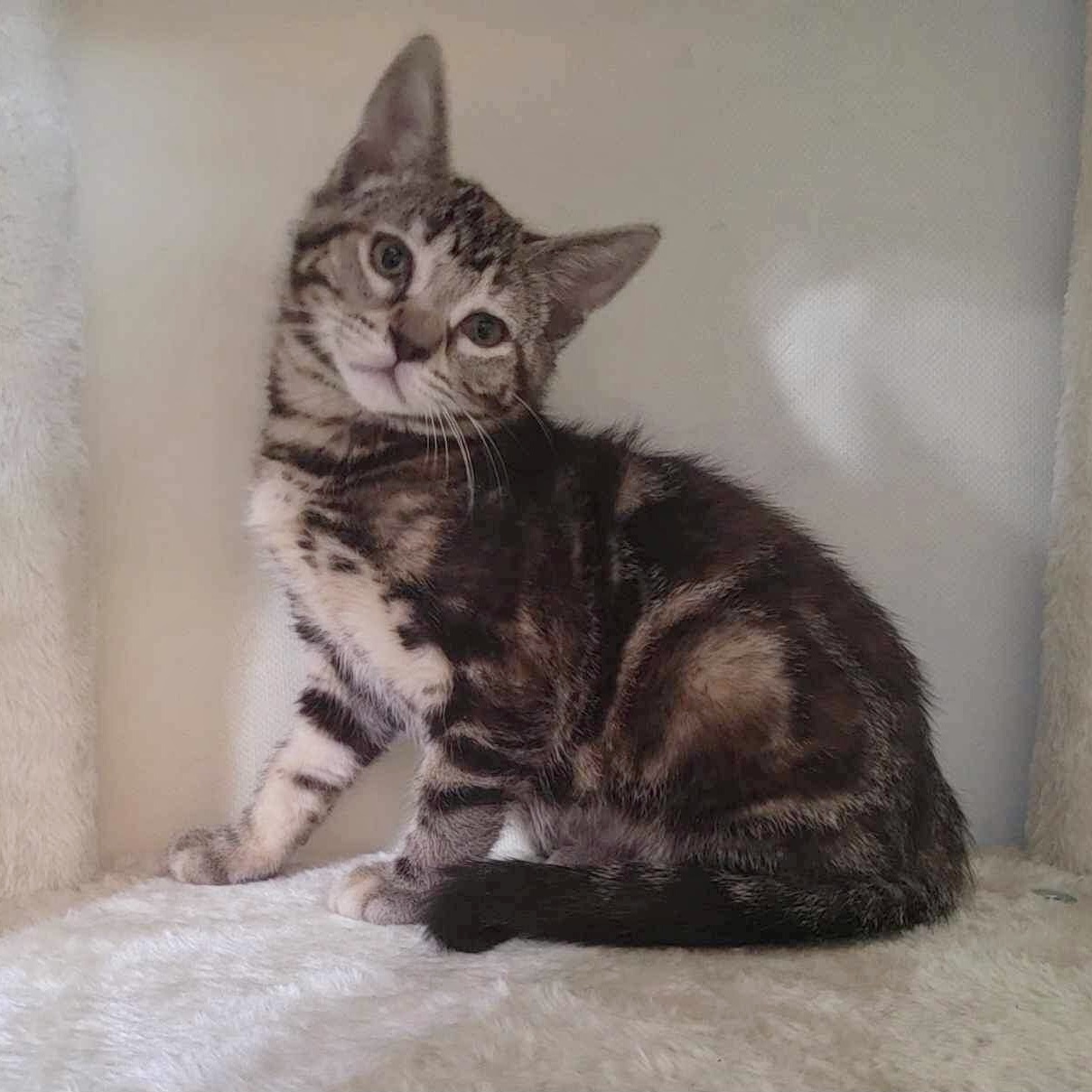 Ethel, Adoptable, Kitten Female Domestic Short Hair.