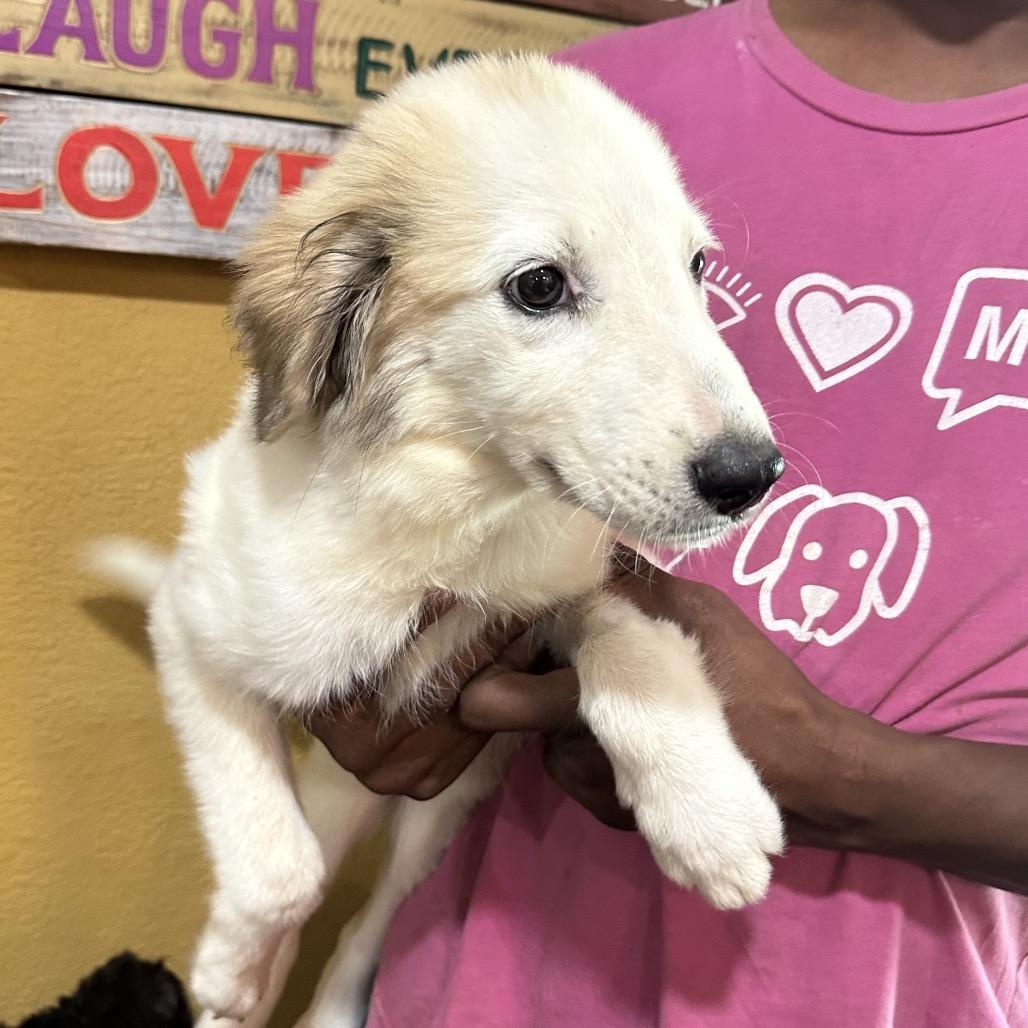 Lila - Local Sept 11-13, Adopted, Puppy Female Great Pyrenees.