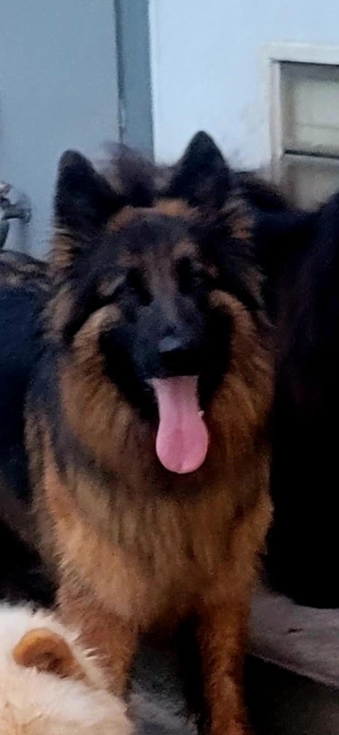 Meka, Adoptable, Adult Female German Shepherd Dog.