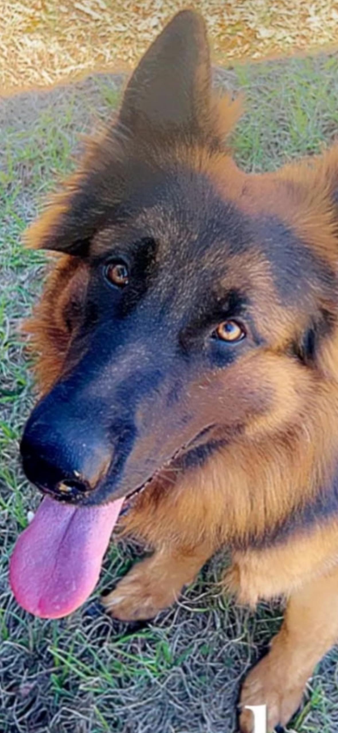 Meka, a Adoptable German Shepherd Dog in Oviedo, FL image 2/4