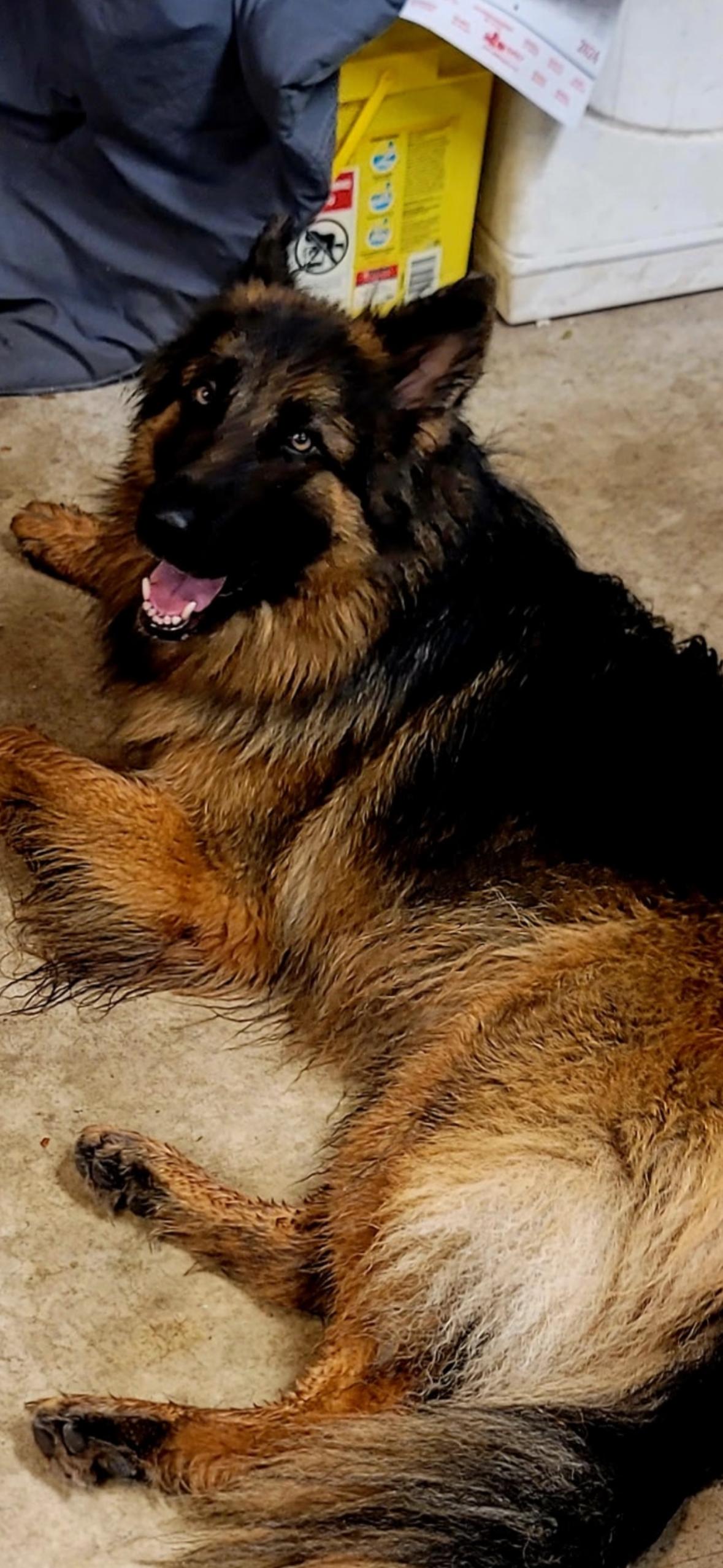 Meka, a Adoptable German Shepherd Dog in Oviedo, FL image 3/4