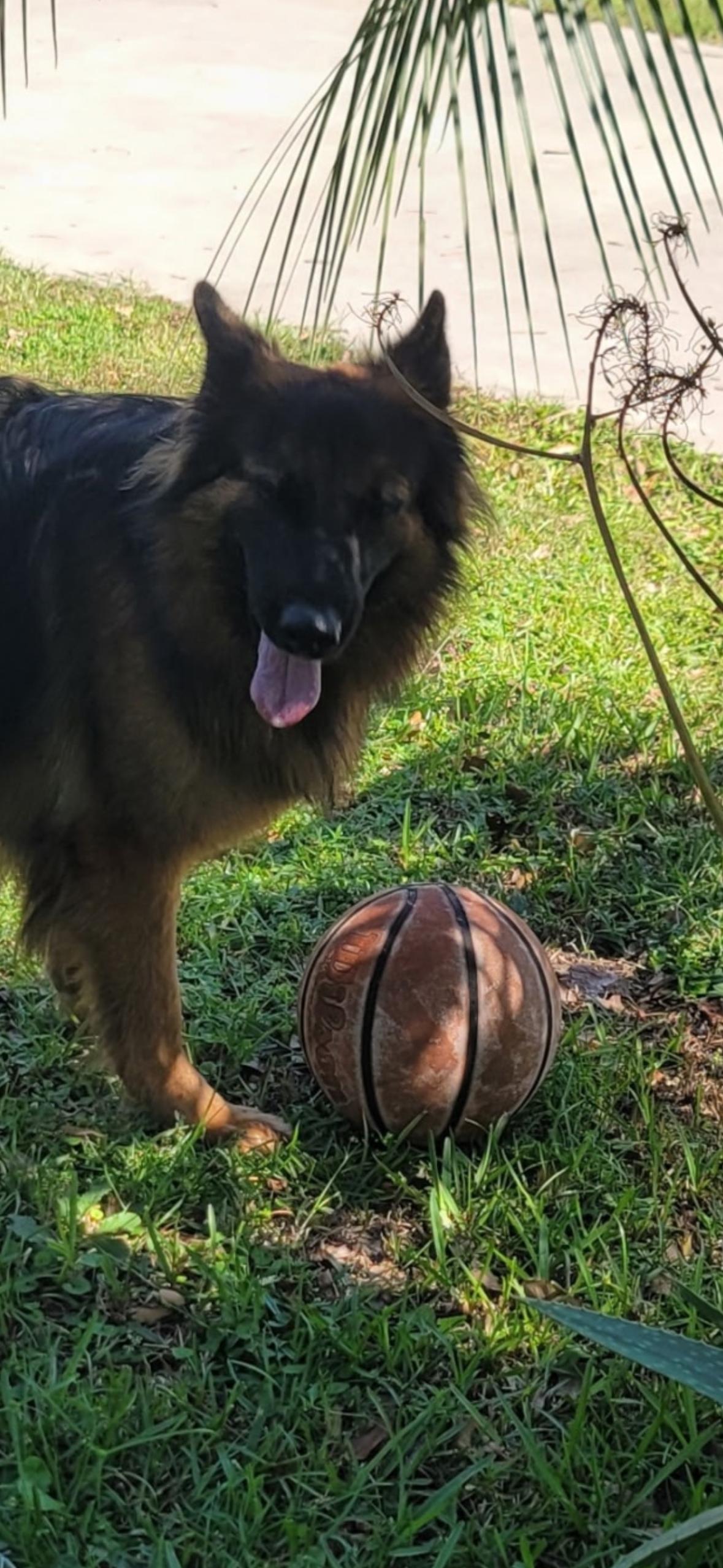 Meka, a Adoptable German Shepherd Dog in Oviedo, FL image 4/4