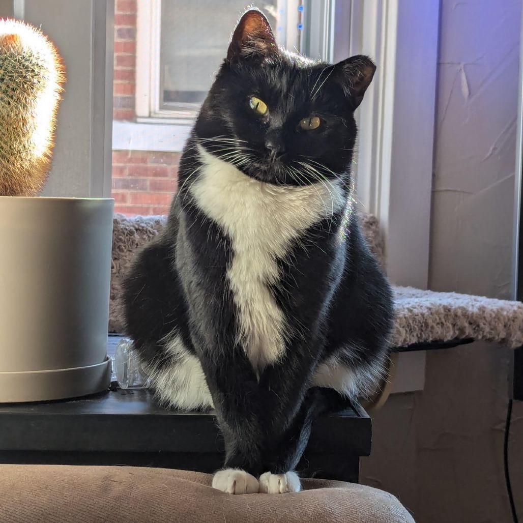 Enlarge Clyde, a Adoptable Domestic Short Hair in PITTSBURGH, PA image 1/1