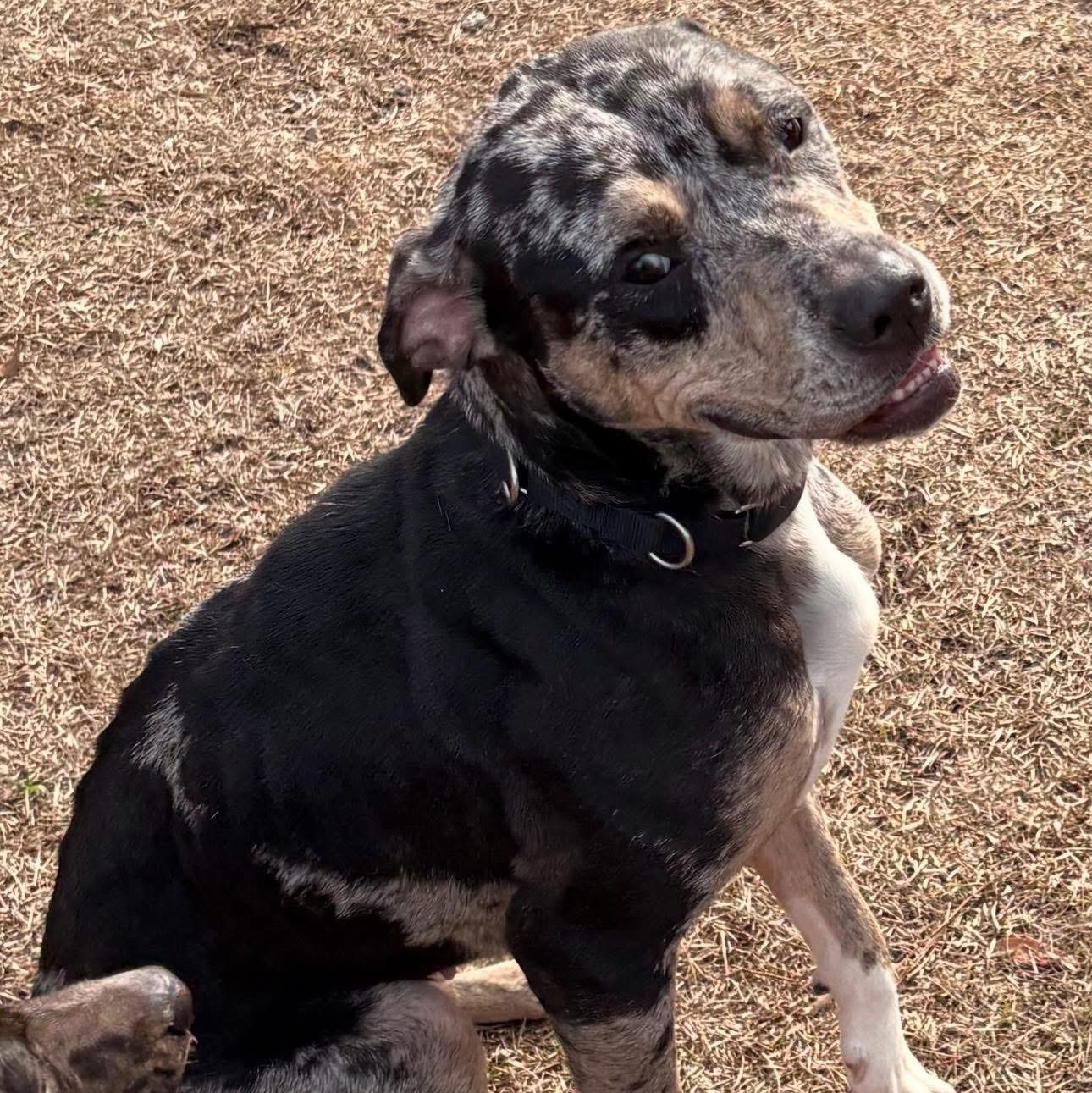 Enlarge Cece, a ADOPTABLE mixed breed in Bethlehem, PA image 1/6