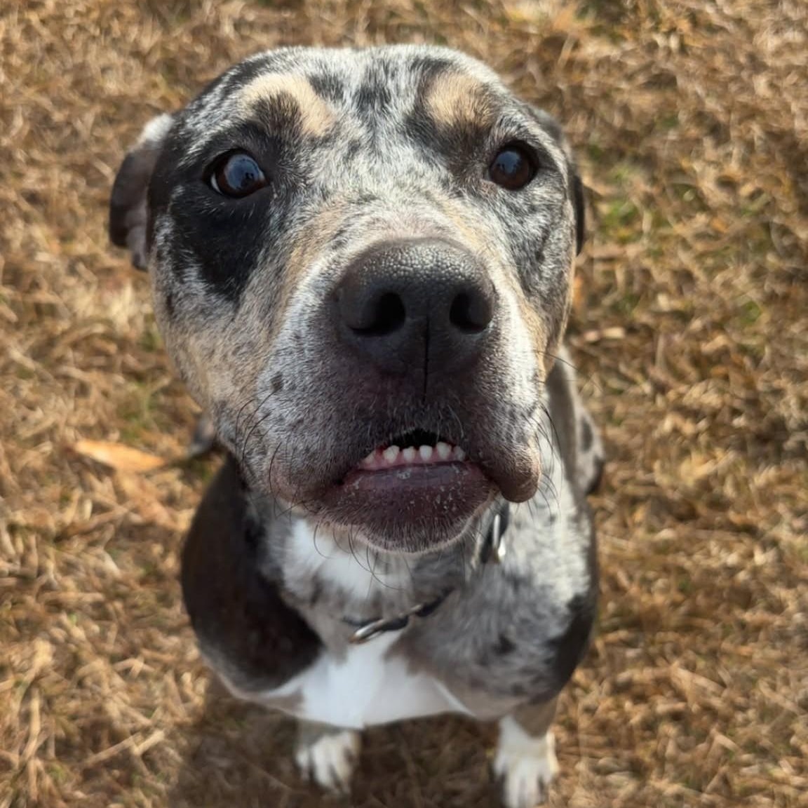 Cece, ADOPTABLE, Adult Female Catahoula Leopard Dog & Hound.