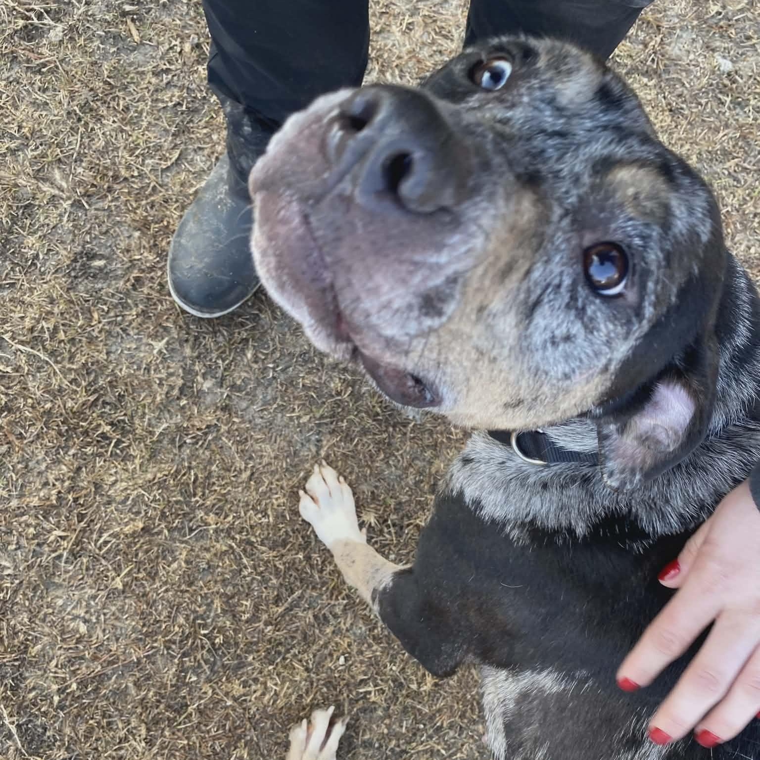 Enlarge Cece, a ADOPTABLE mixed breed in Bethlehem, PA image 4/6