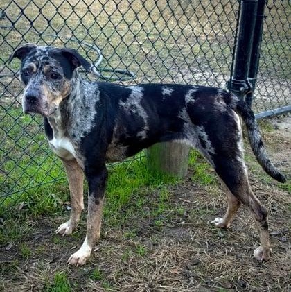 Enlarge Cece, a ADOPTABLE mixed breed in Bethlehem, PA image 5/6